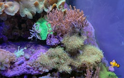 Other/Mixed Breed fish for sale:  600L Full Reef System With Fish & Corals - Image 3