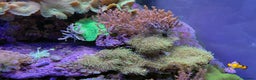 Other/Mixed Breed fish for sale:  600L Full Reef System With Fish & Corals - Advert 3