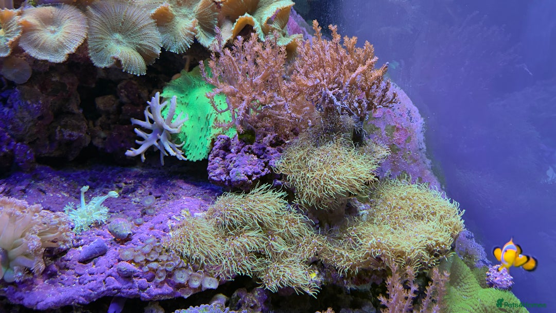 Other/Mixed Breed fish for sale:  600L Full Reef System With Fish & Corals - Image 3