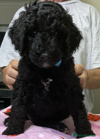 Standard Poodle dogs in Loughborough - Advert 2