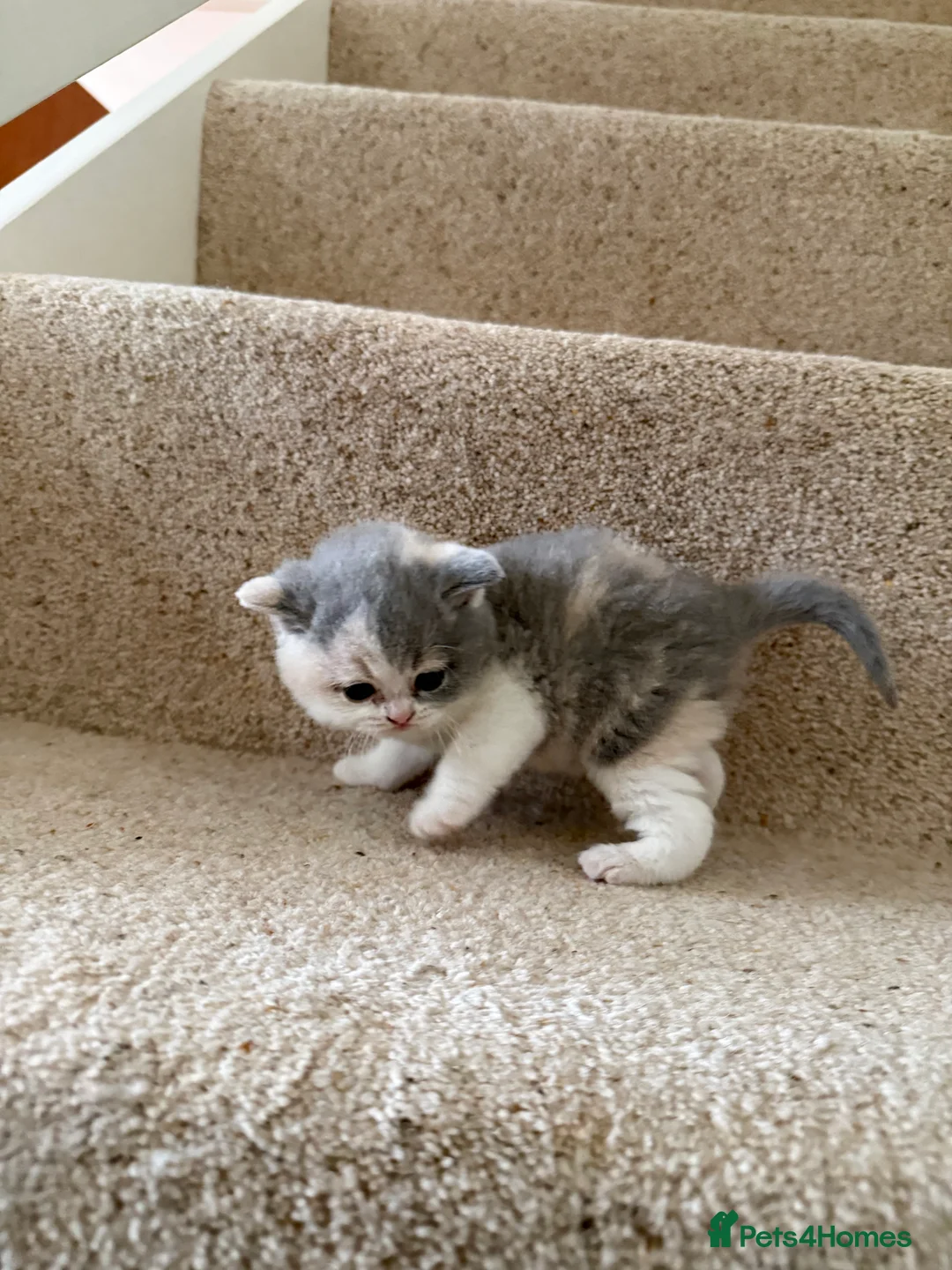 British Shorthair cats for sale: Stunning GCCF BSH - Tortie and Bi colour  - Advert 25