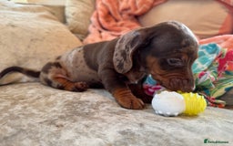 Miniature Dachshund dogs for sale: ❤️🐾💫 Outstanding Miniature Dachshunds 🐾❤️💫 - Image 18
