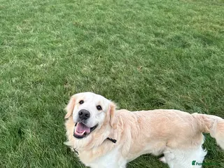 Golden Retriever dogs Brodie🤍 3 Year Old Golden Retriever! 🐶 - Advert 5