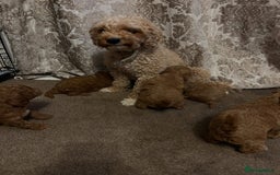 Cavapoo dogs for sale: Cavapoo puppies  - Image 5