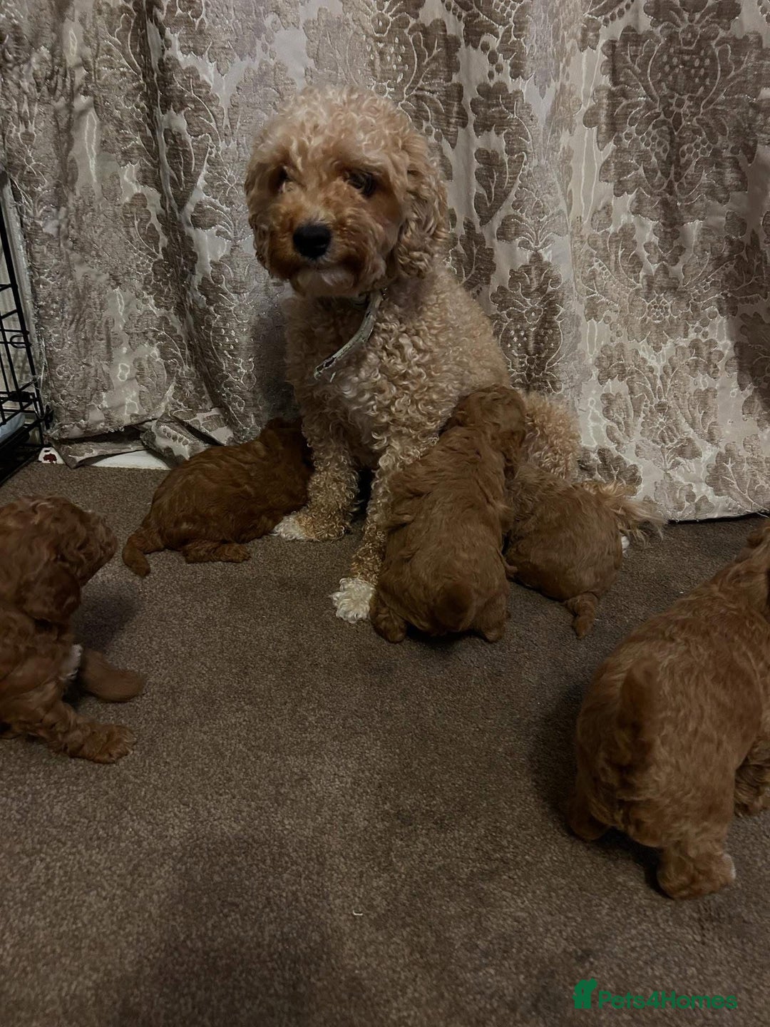 Cavapoo dogs for sale: Cavapoo puppies  - Image 5