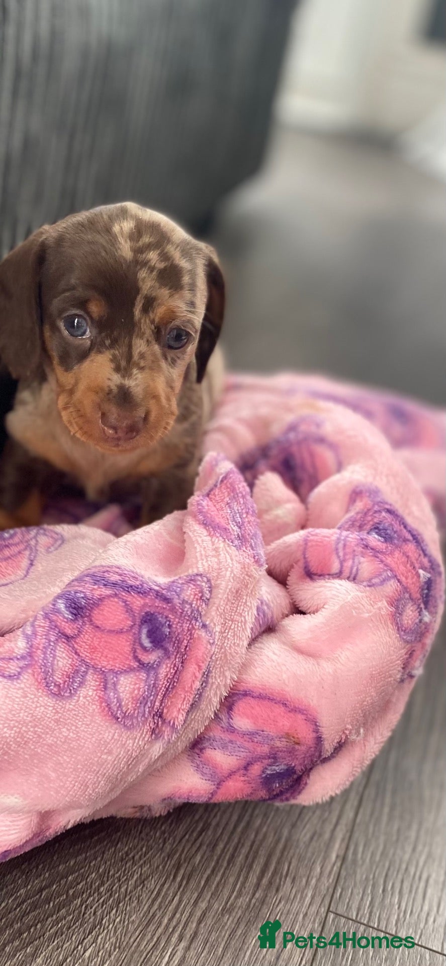 Miniature Dachshund dogs Beautiful smooth haired mini dachshunds😍 - Advert 2
