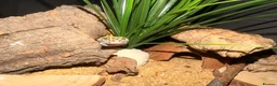 Leopard Gecko reptiles for sale: Male leopard gecko  - Advert 6