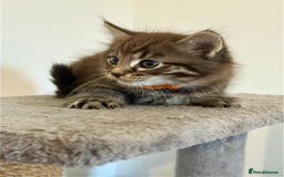 British Longhair cats for sale:  British longhair kittens 3 male 1 female  - Image 15