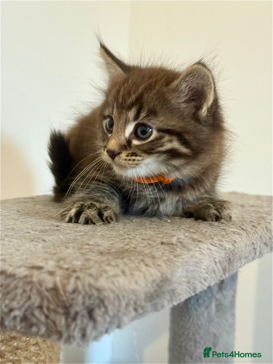 British Longhair cats for sale:  British longhair kittens 3 male 1 female  - Image 15