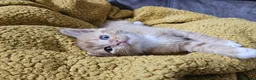 Mixed Breed cats for sale: GINGER TABBY KITTENS - Advert 1