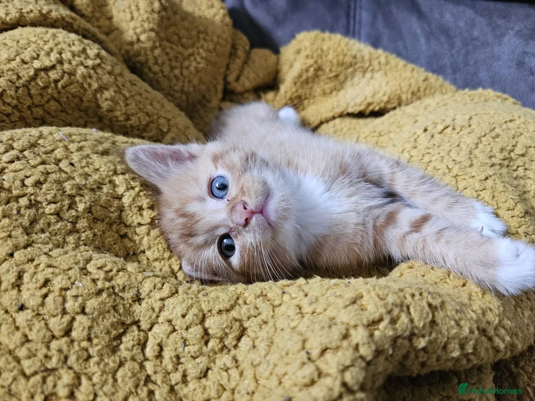 Mixed Breed cats for sale: GINGER TABBY KITTENS - Advert 1