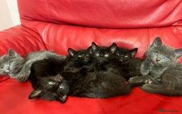 British Shorthair cats for sale: Cute kittens looking for new home. - Image 3