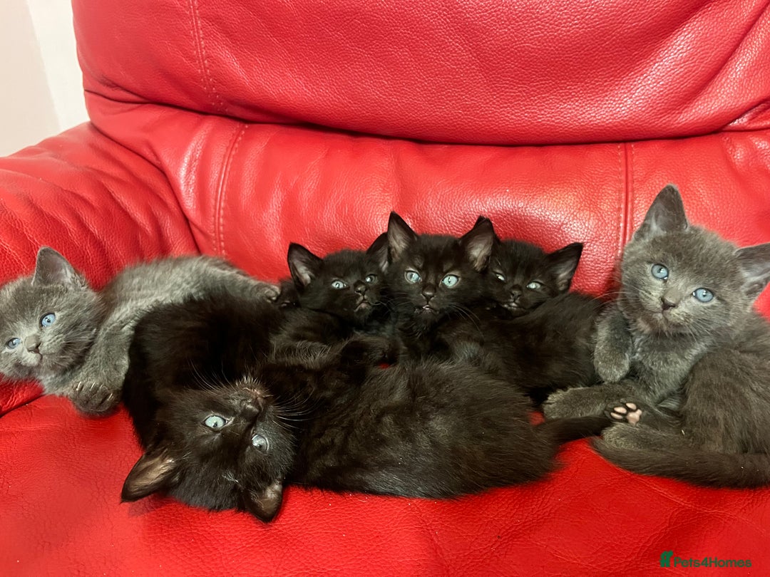 British Shorthair cats for sale: Cute kittens looking for new home. - Image 3