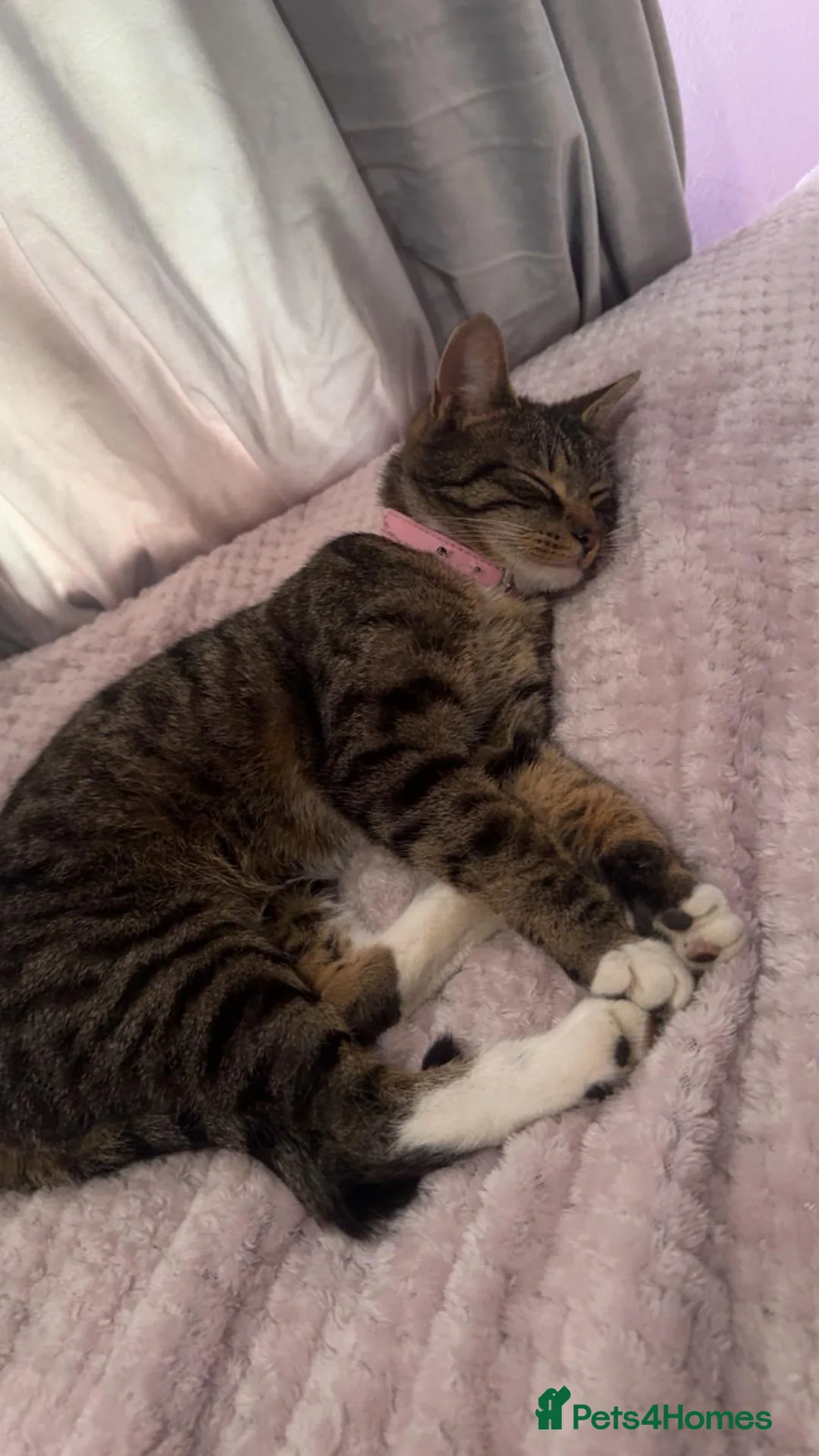 Mixed Breed cats for sale: Little girl looking for a loved home  - Advert 2