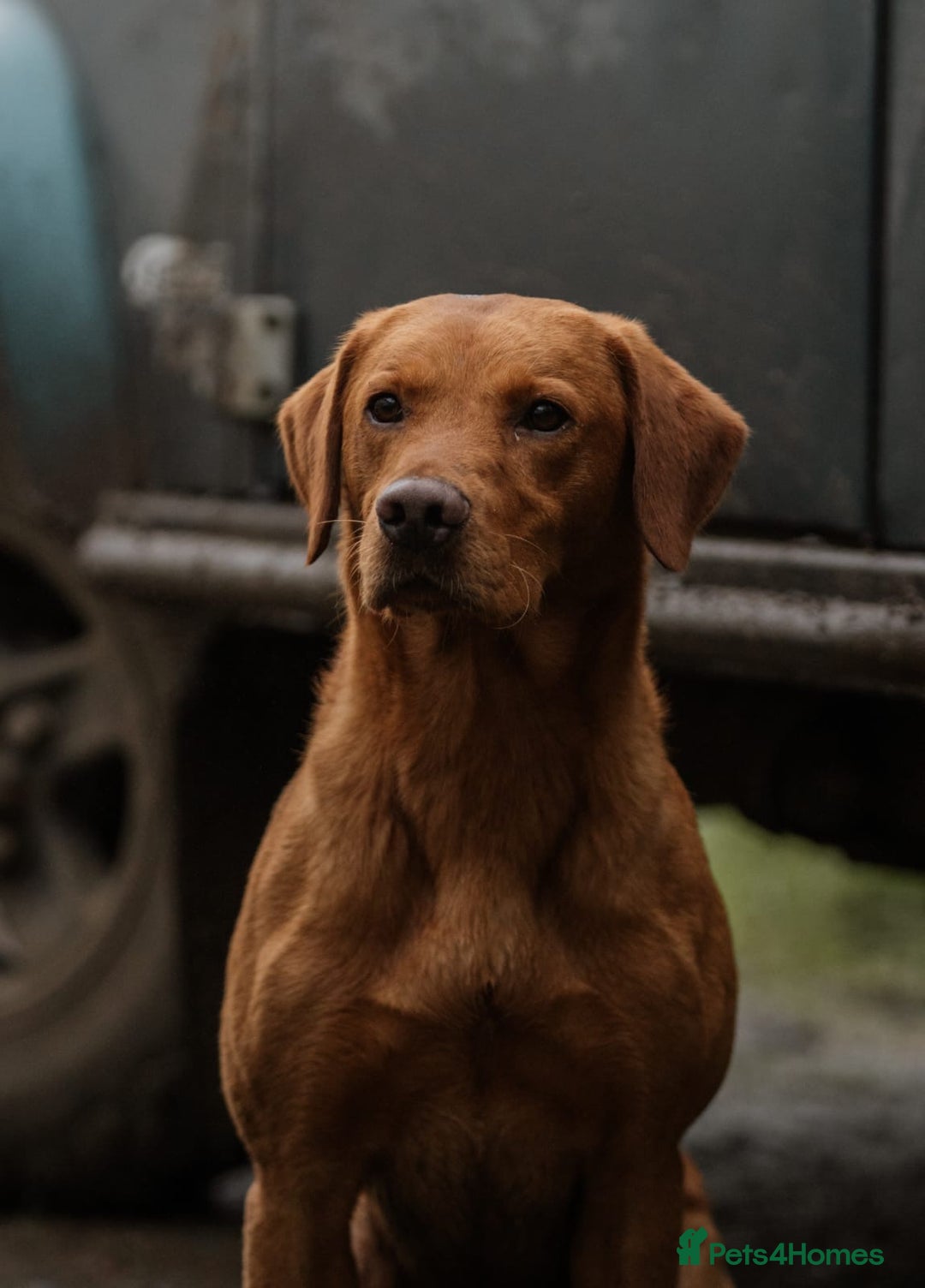 Labrador Retriever dogs for sale: 2 beautiful black Labrador bitches remaining - Advert 4