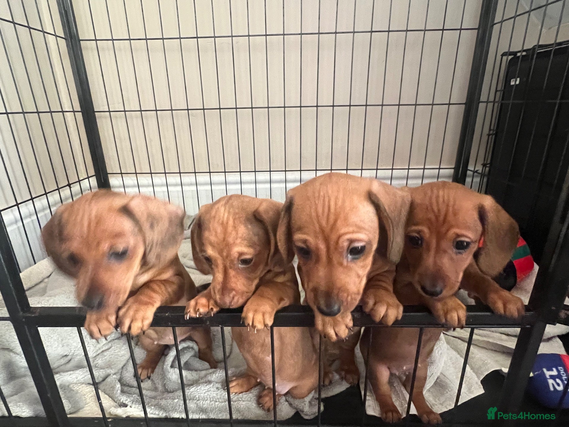 Miniature Dachshund dogs Kc Reg smooth mini dachshund girls  - Advert 15