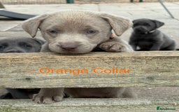 Labrador Retriever dogs for sale: Beautiful Silver & Charcoal KC Labs - Image 22