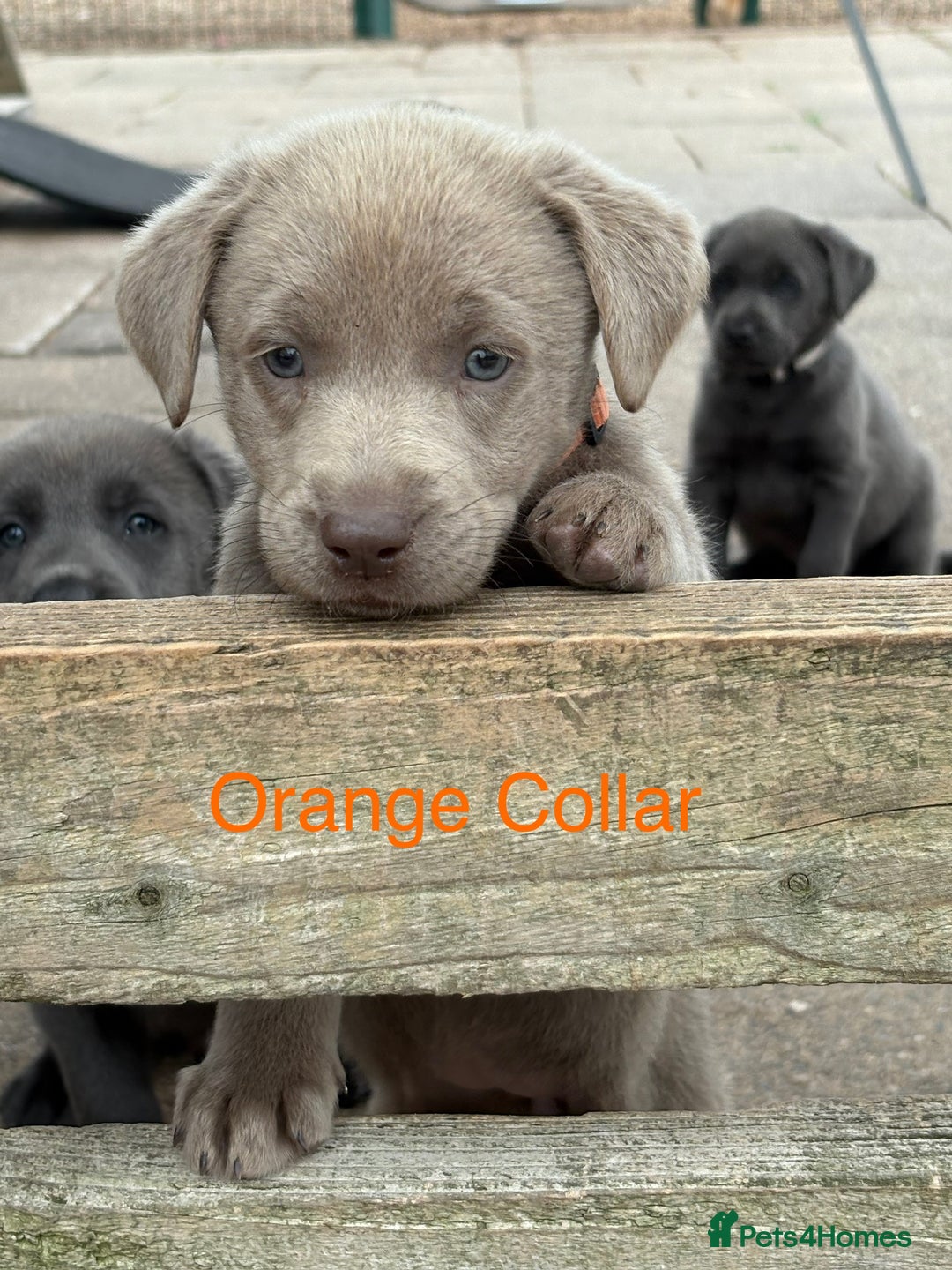 Labrador Retriever dogs for sale: Beautiful Silver & Charcoal KC Labs - Image 22