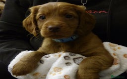 Cockapoo dogs for sale: Cockapoo F2 Puppies - Image 16