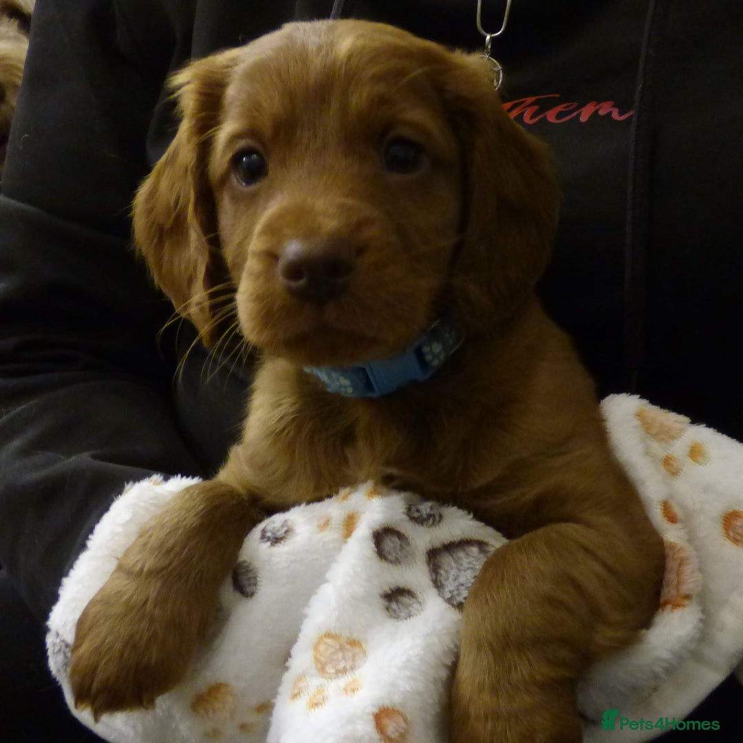 Cockapoo dogs for sale: Cockapoo F2 Puppies - Image 16