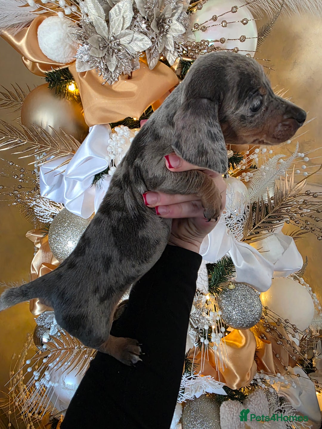 Dachshund dogs for sale: Daschund puppies - Advert 1