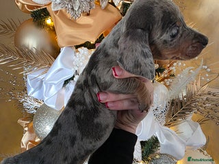 Dachshund dogs Daschund puppies - Advert 2