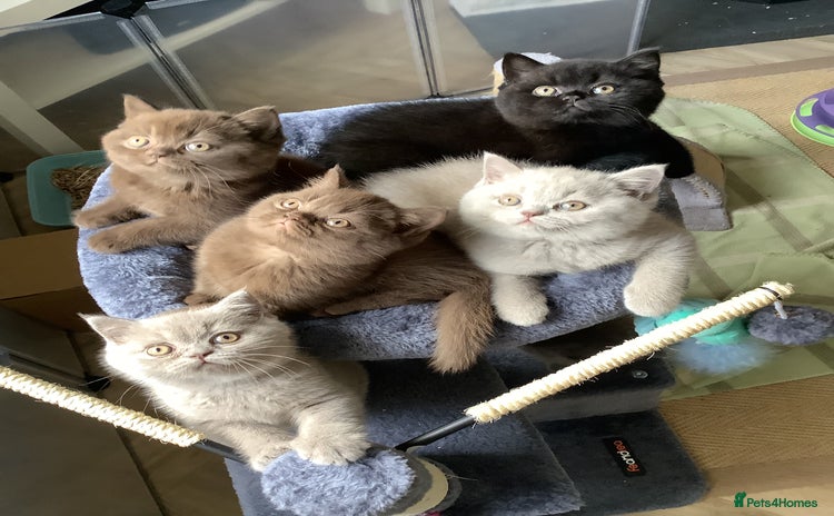 British Shorthair cats - Advert 1