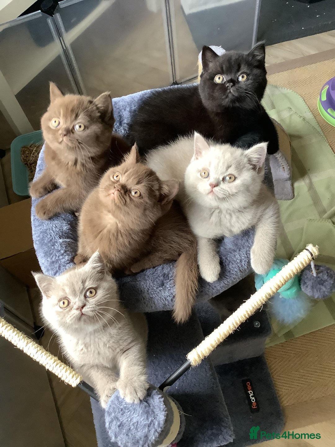 British Shorthair cats for sale: Champion line British Shorthair kittens. - Image 1