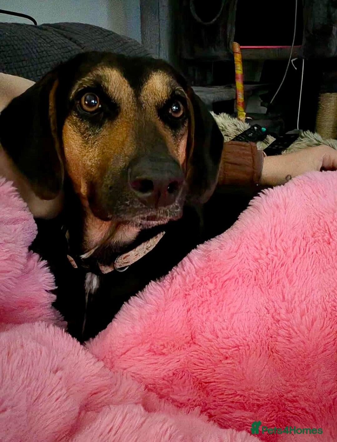 Mixed Breed dogs for adoption: ❤️ Deuce This beautiful soul has come so far… ❤️ - Advert 7