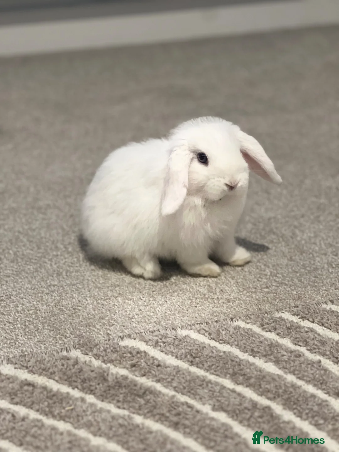 Mini Lop rabbits for sale: Mini lop Rabbits(Pair) in Dundee - Advert 4