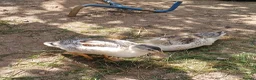 Chickens poultry for sale: Chickens, Ducks & Baby Chicks for Sale! 🐔🦆🐥   - Advert 4