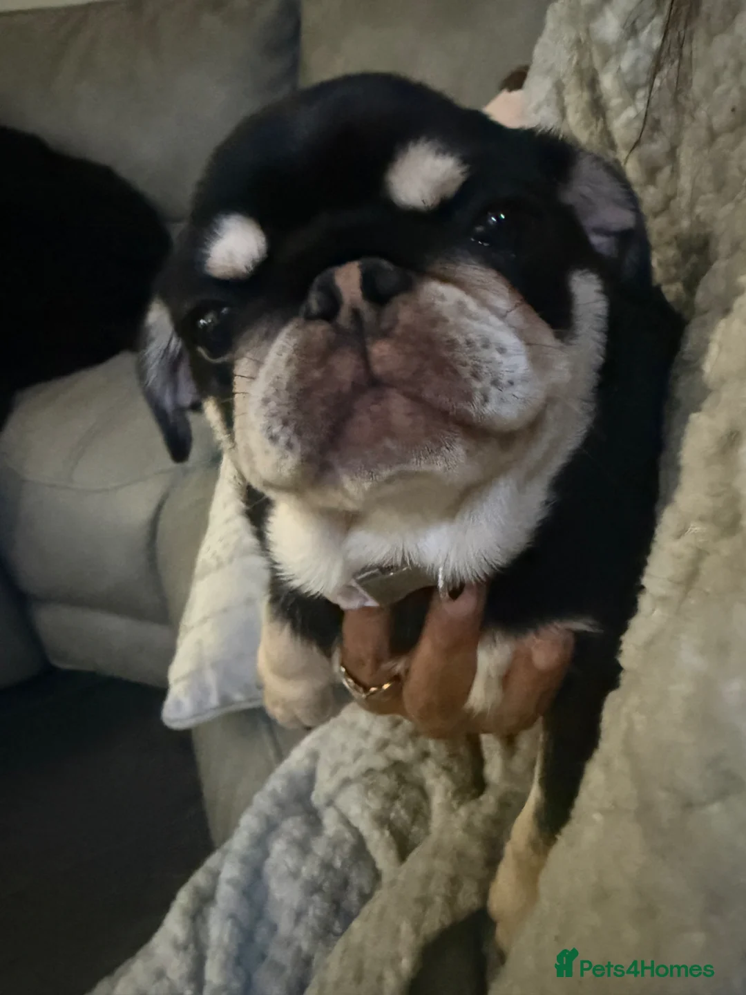 Pug dogs for sale:  Black and Tan female pug  - Advert 2