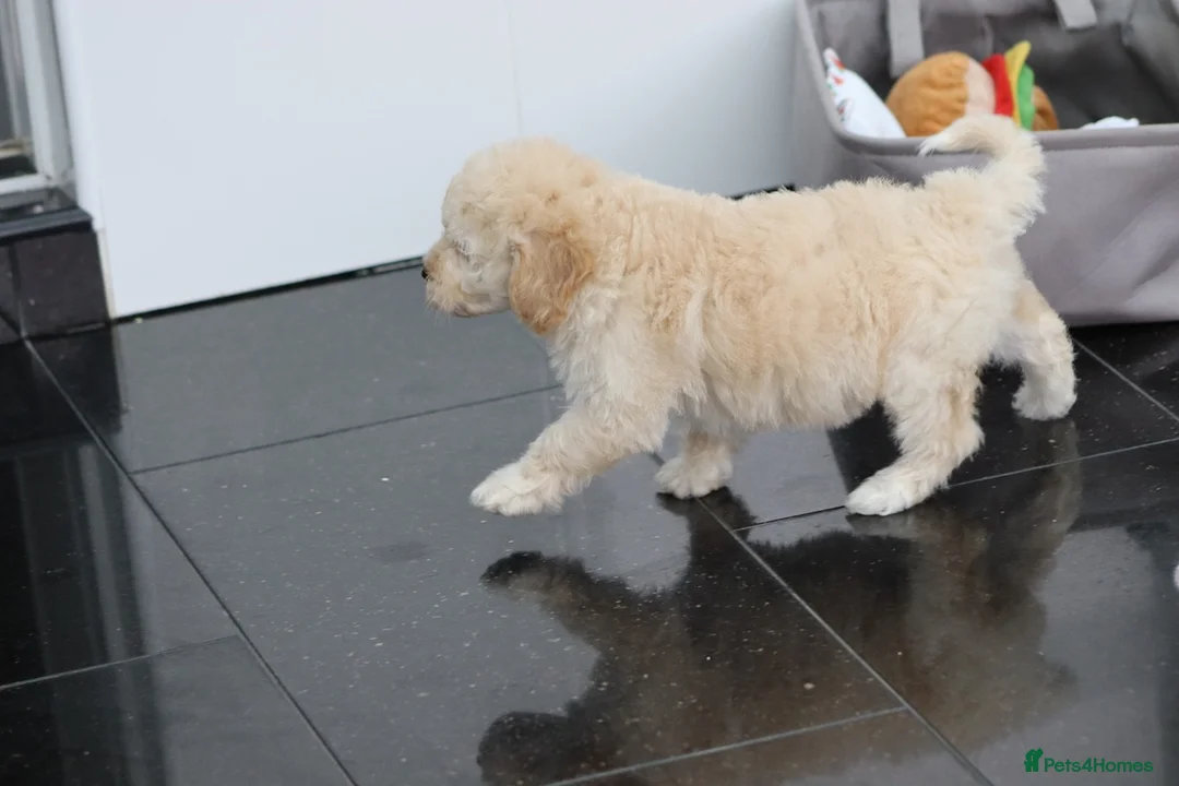 Cavapoochon dogs for sale: Cavapochon puppies for sale - Advert 39