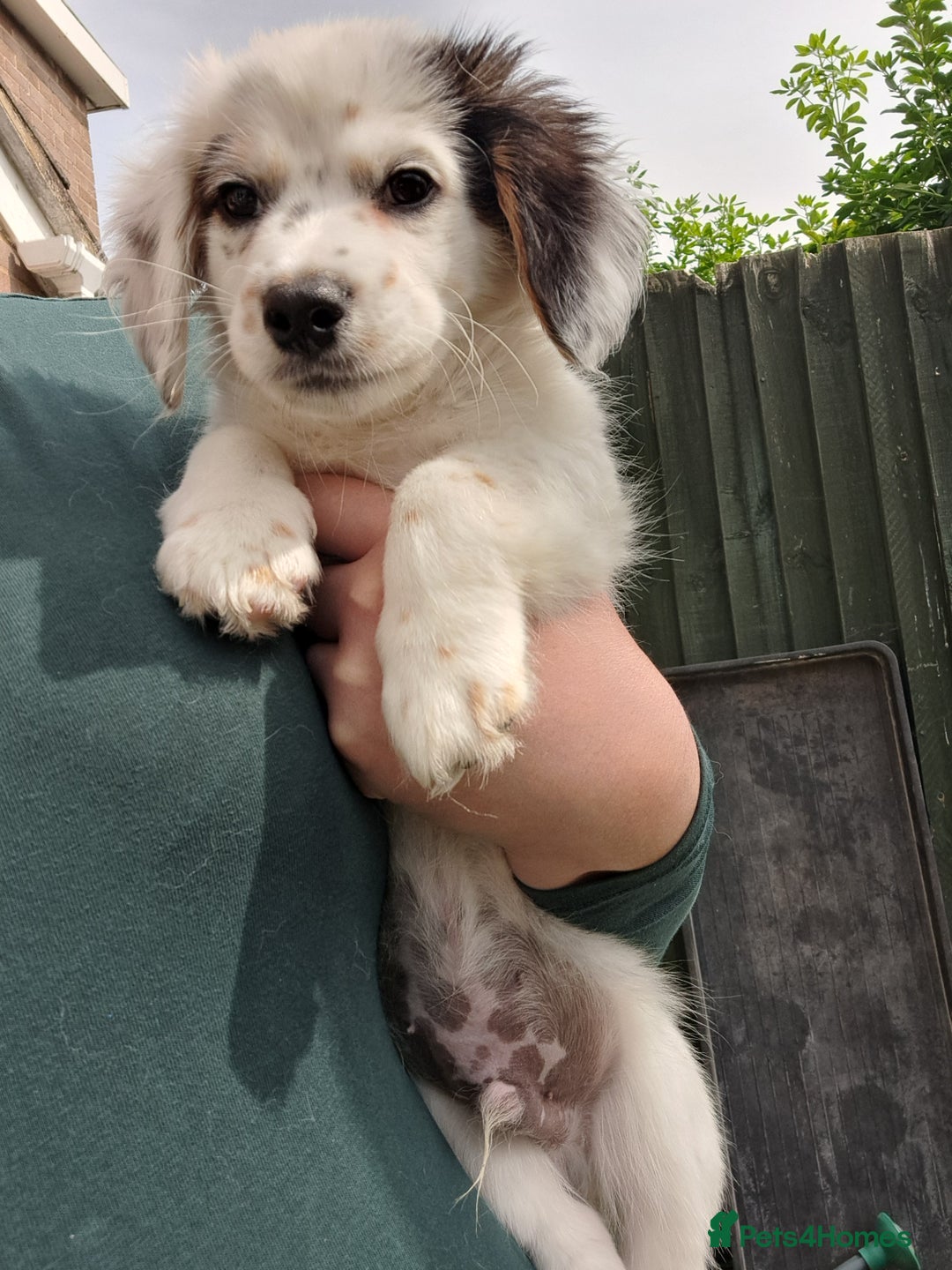 Mixed Breed dogs for sale: Male pup needs rehoming asap - Image 1