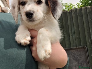 Mixed Breed dogs - Advert 16