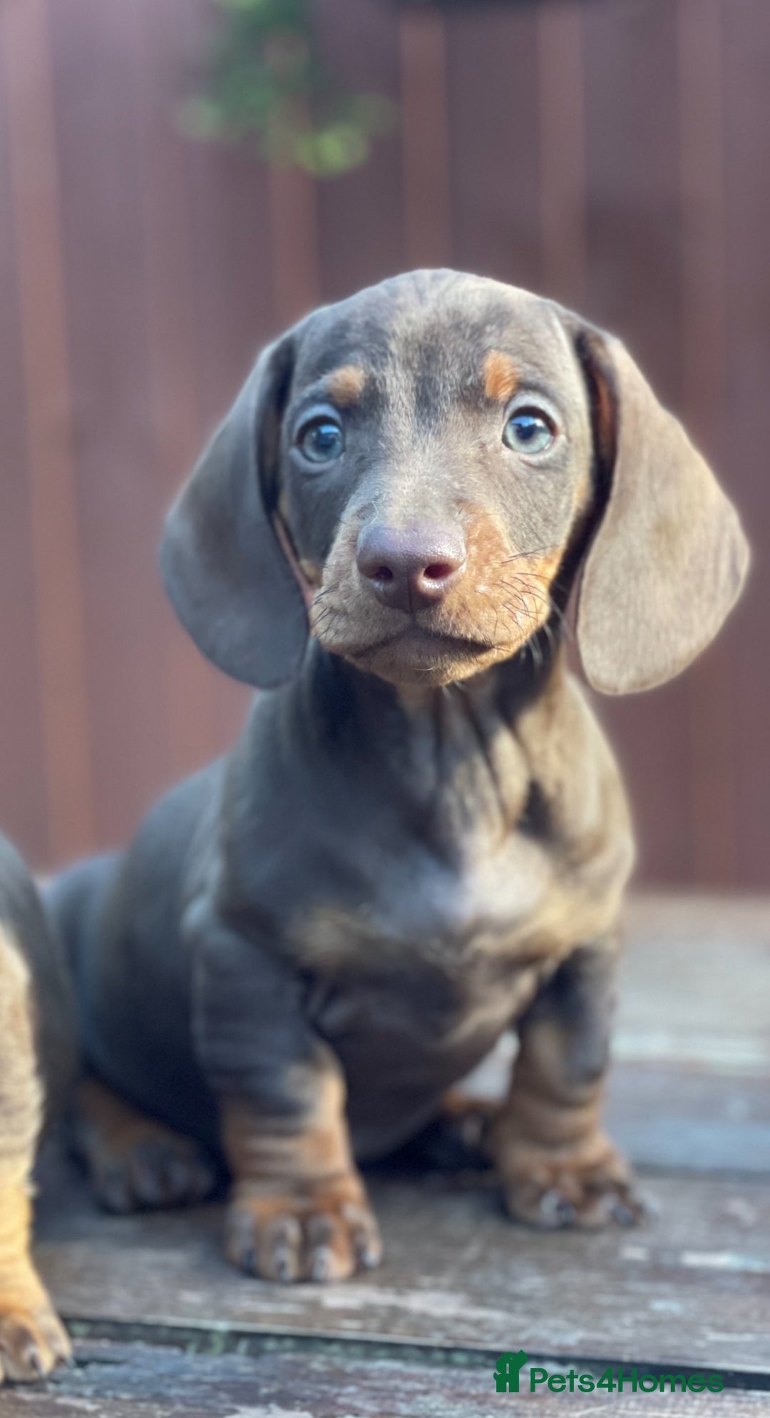 Miniature Dachshund dogs for sale: Mini Dachshunds  - Advert 2