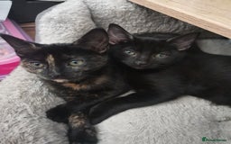 British Shorthair cats for sale: Two kittens ready to leave  - Image 5