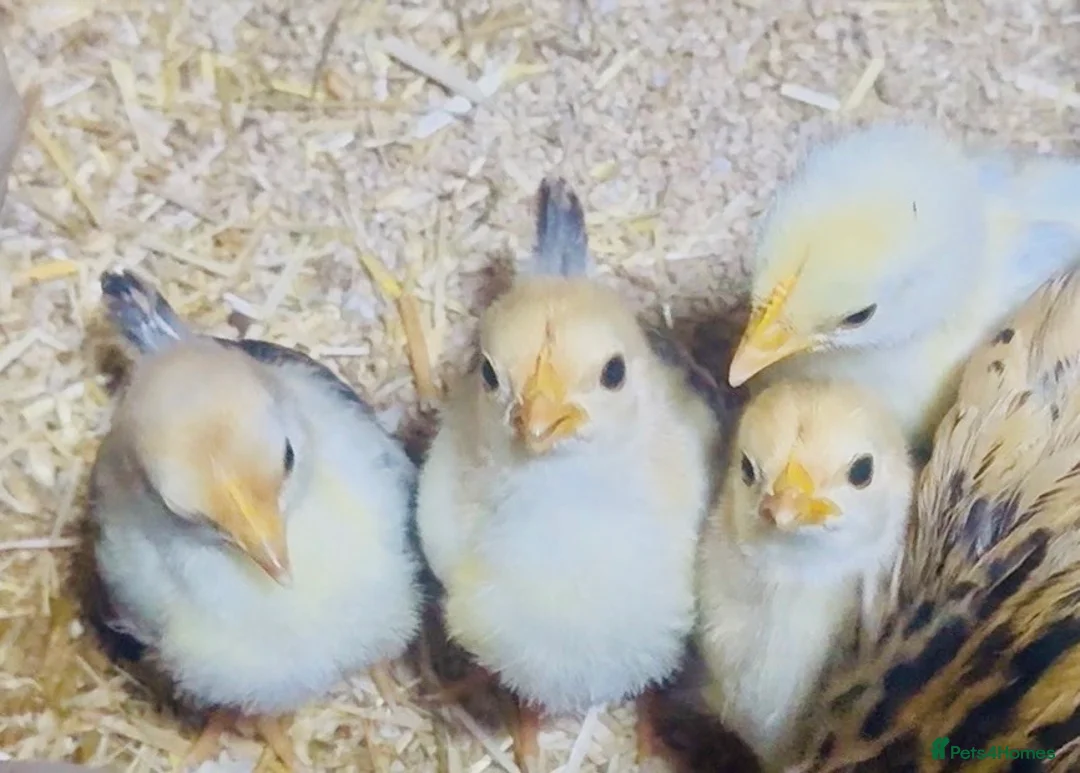 Chickens poultry for sale: 3 male Serama roosters for sale - Advert 1