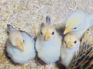 Chickens poultry 3 male Serama roosters for sale - Advert 1