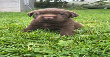 Labrador Retriever dogs - Advert 16