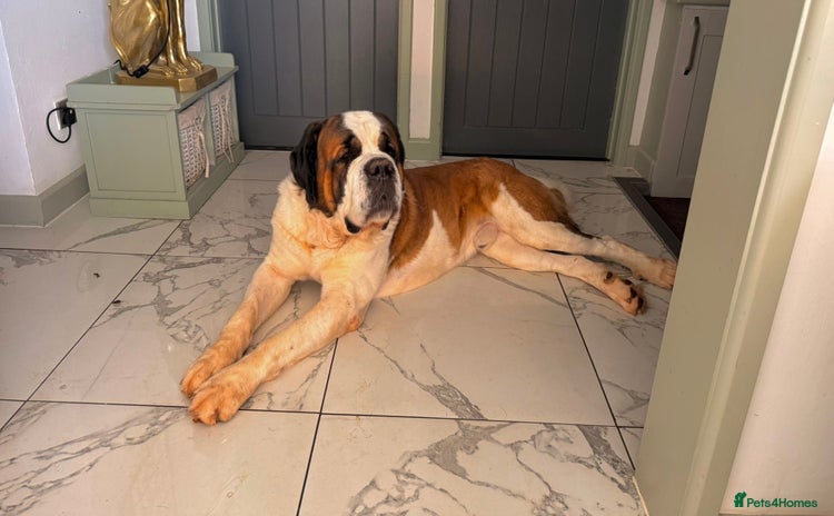 Saint Bernard dogs - Advert 1