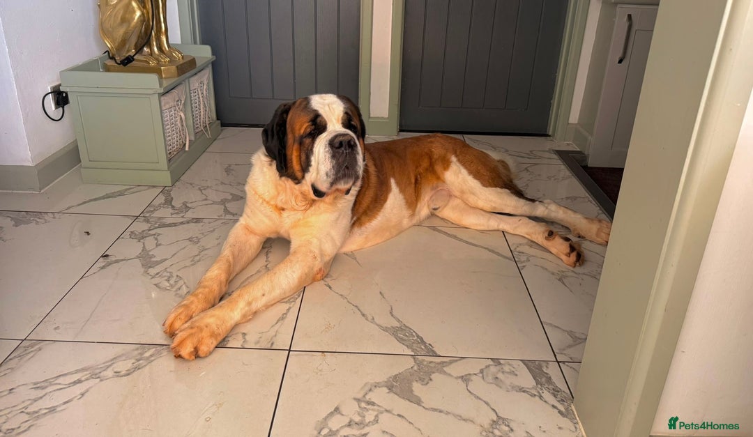 Saint Bernard dogs for sale: Saint Bernard looking for forever home - Image 1