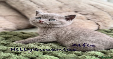 British Shorthair cats - Advert 7