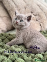 British Shorthair cats - Advert 6