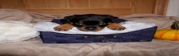 Rottweiler dogs for sale: Stunning litter of Rotweillers from family pet  in Wolverhampton - Advert 31