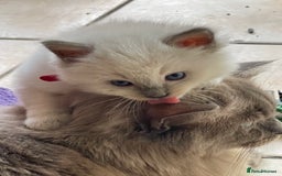 Ragdoll cats for sale: TICA registered pedigree Mink & blue point kittens - Image 32