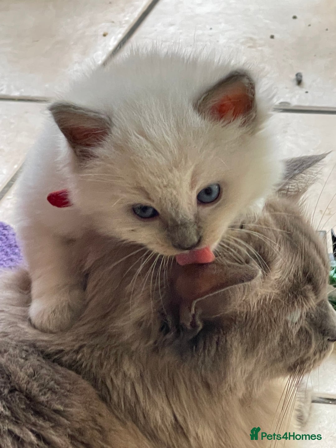 Ragdoll cats for sale: TICA registered pedigree Mink & blue point kittens - Image 32
