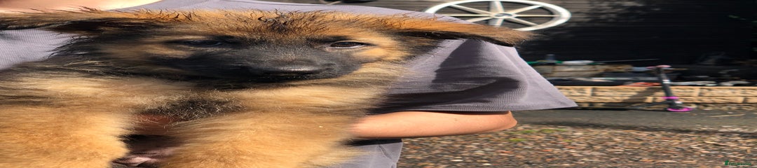 German Shepherd Puppy 9