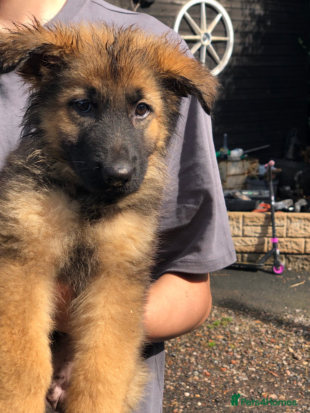 German Shepherd dogs for sale: Gorgeous German shepherd puppies  - Image 9