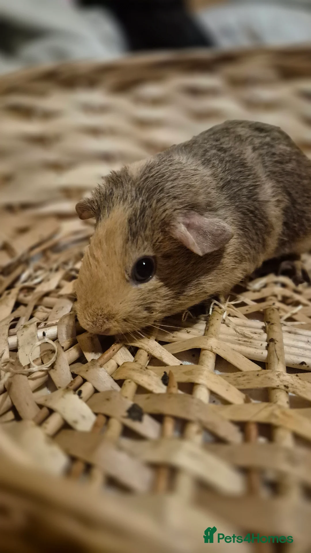 Guinea Pig rodents for sale: Adorable baby guinea pigs  - Advert 6